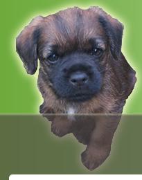 Border Terrier Welpe